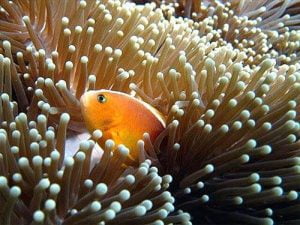 Ikan nemo salah satu biota laut yang hidup di Pulau ini. Foto: Heru Pamuji